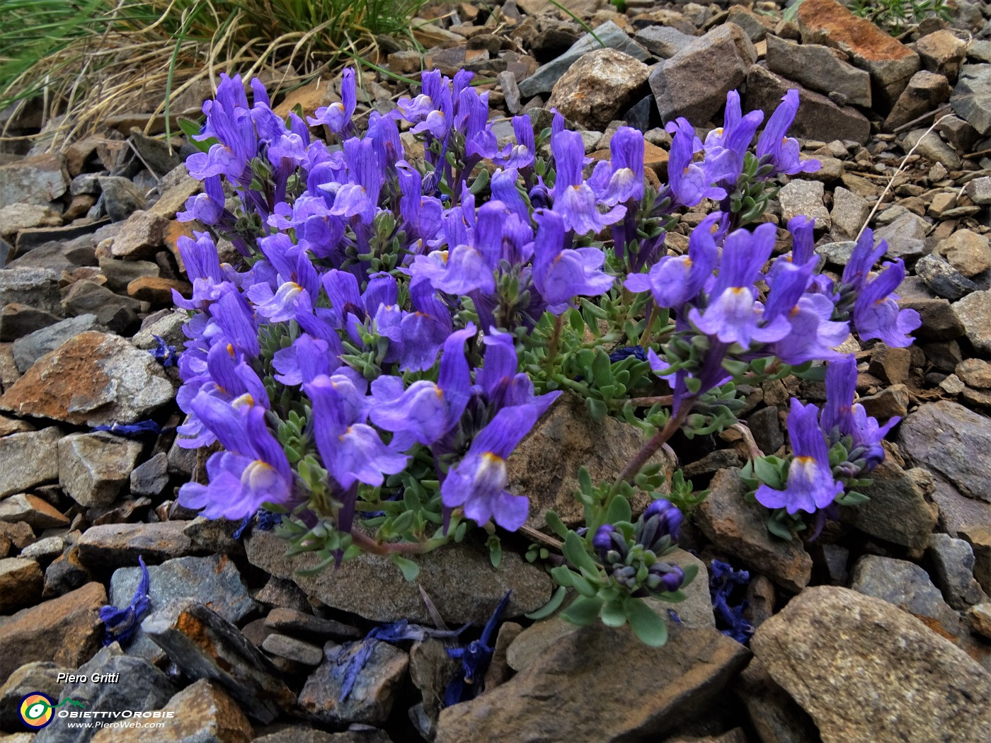 60 Linaria alpina.JPG